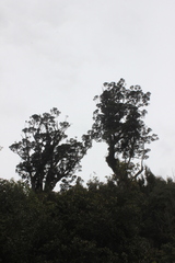 Metrosideros robusta