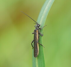 Plecoptera