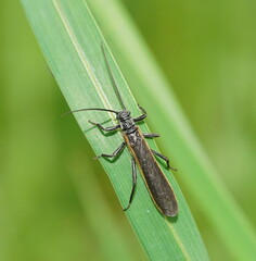 Plecoptera