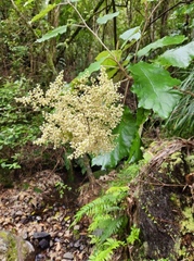 Brachyglottis repanda