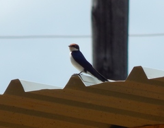 Hirundo smithii