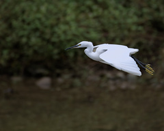 Egretta garzetta
