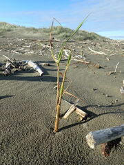 Phragmites karka