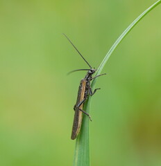 Plecoptera