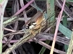 Paroxya atlantica