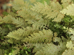 Hymenophyllum frankliniae