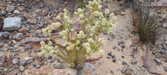 Phylica paniculata