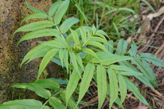 Sambucus gaudichaudiana