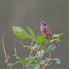 Emberiza cioides