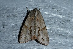 Ichneutica ustistriga