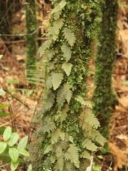 Hymenophyllum frankliniae