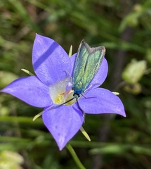 Pollanisus viridipulverulenta