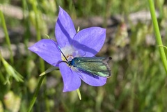 Pollanisus viridipulverulenta