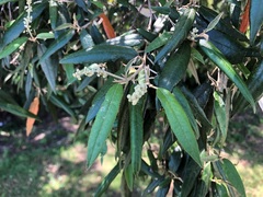 Croton stigmatosus