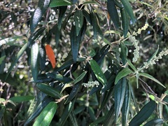 Croton stigmatosus