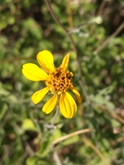 Bahiopsis microphylla