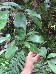 Alseuosmia macrophylla