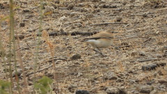 Oenanthe isabellina