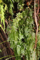 Hymenophyllum flabellatum image