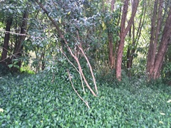 Pittosporum crassifolium