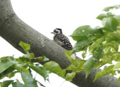 Yungipicus moluccensis