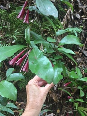 Alseuosmia macrophylla