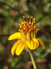 Bahiopsis microphylla