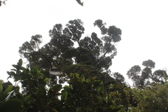 Metrosideros robusta