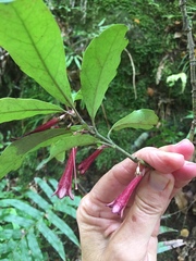 Alseuosmia macrophylla