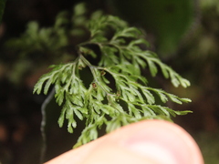 Hymenophyllum multifidum