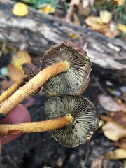 Hypholoma