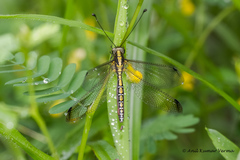 Ascalohybris subjacens