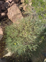 Bahiopsis microphylla