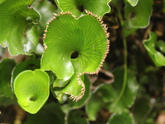 Hymenophyllum nephrophyllum