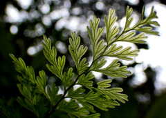 Hymenophyllum demissum