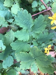 Chelidonium majus