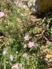 Spergularia rupicola