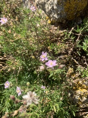 Spergularia rupicola