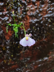 Utricularia