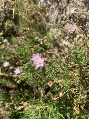 Spergularia rupicola