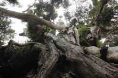 Metrosideros robusta