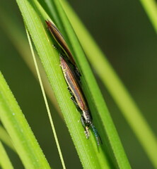 Eurispa vittata