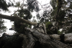 Metrosideros robusta