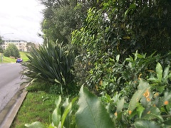 Melicytus ramiflorus