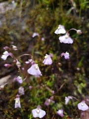 Utricularia