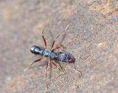 Rhytidoponera aspera
