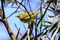 Phylloscopus goodsoni