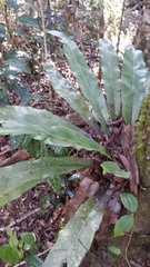 Thamnopteris