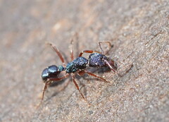 Rhytidoponera aspera