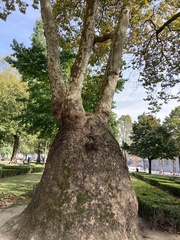 Platanus